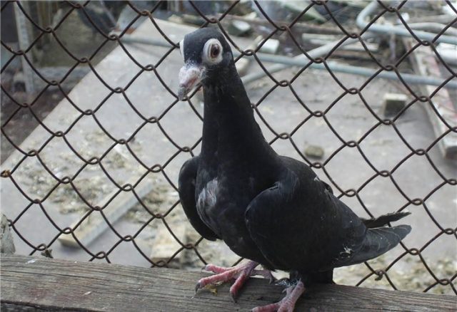 Carrier pigeons: how they look, how they find their way to the addressee