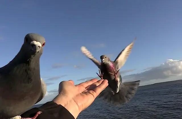 Carrier pigeons: how they look, how they find their way to the addressee