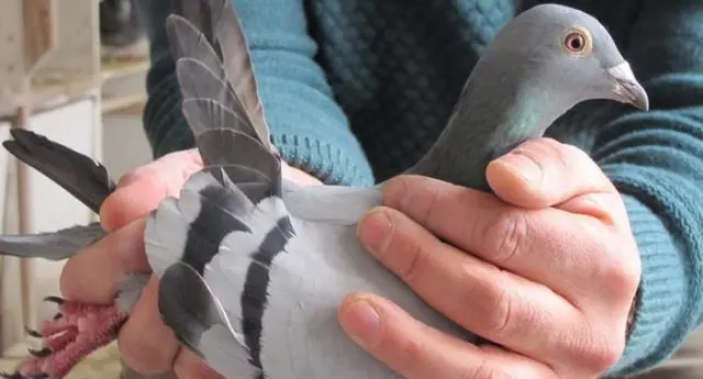 Carrier pigeons: how they look, how they find their way to the addressee