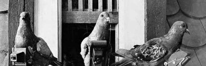 Carrier pigeons: how they look, how they find their way to the addressee