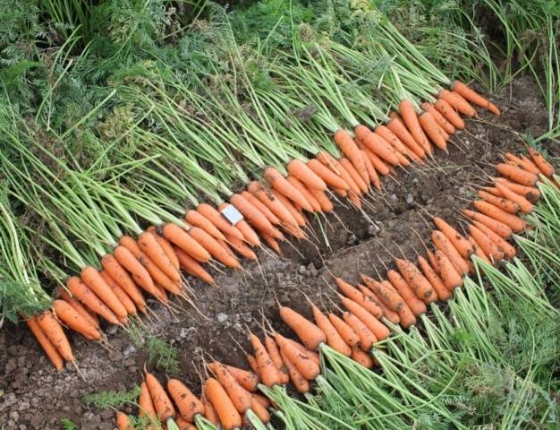 Carrot Abaco F1