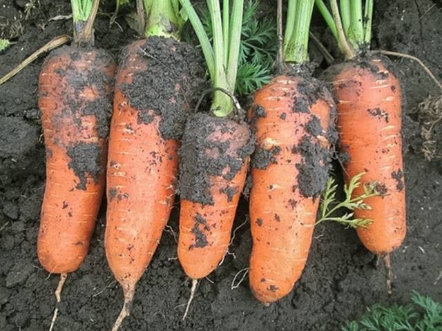 Carrot Abaco F1