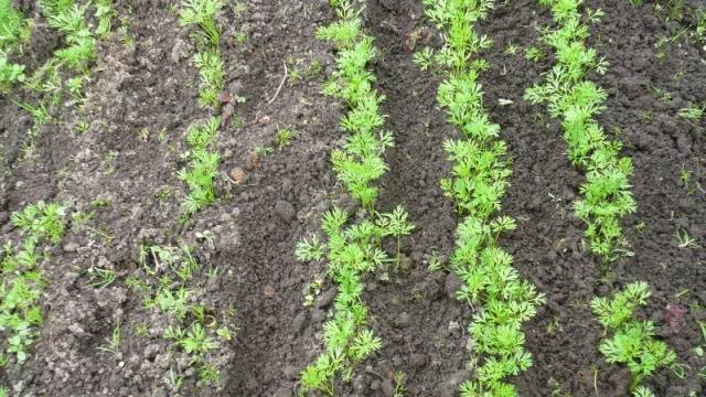 Carrot Abaco F1