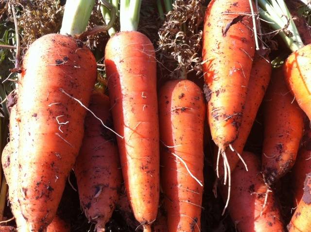 Carrot Abaco F1