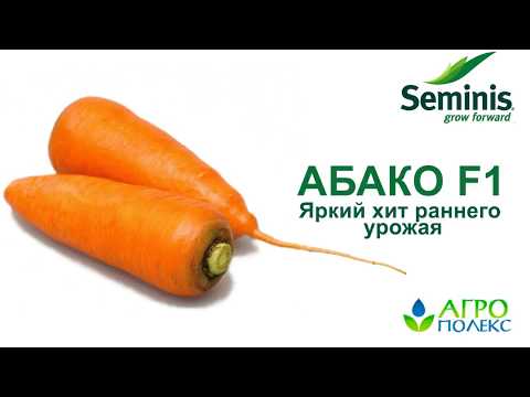 Carrot Abaco F1