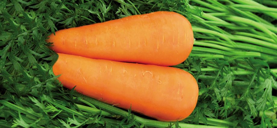 Carrot Abaco F1