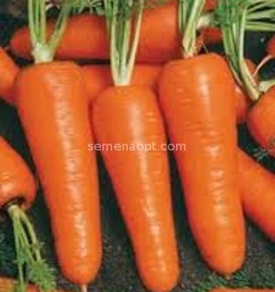 Carrot Abledo F1