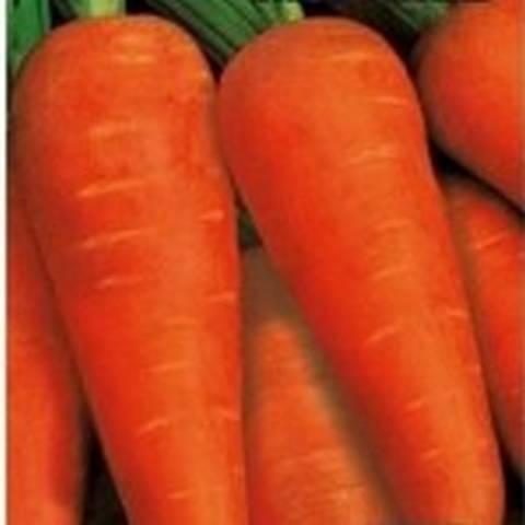 Carrot Altai gourmet