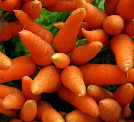 Carrot Altai gourmet