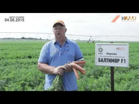 Carrot Baltimore F1