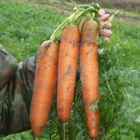 Carrot Bangor F1