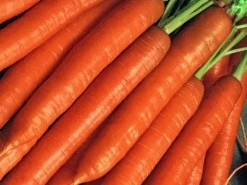 Carrot Berlikum Royal