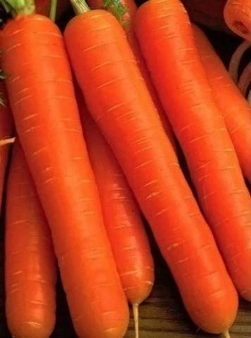 Carrot Berlikum Royal