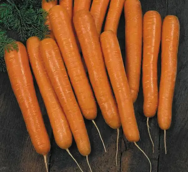 Carrot Bolero F1