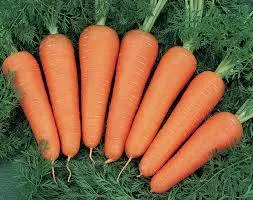 Carrot Canada F1