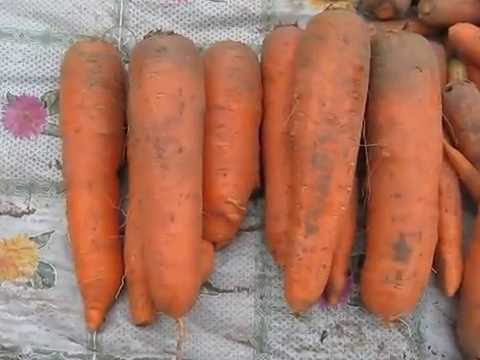 Carrot Canada F1