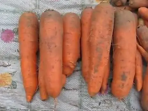 Carrot Canada F1