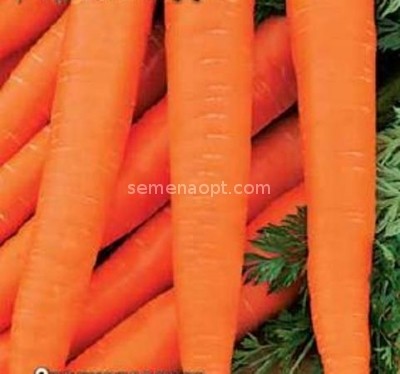 Carrot Canada F1