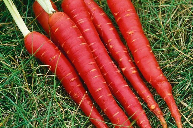 Carrot Canterbury F1