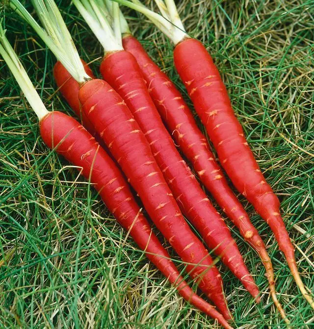 Carrot Canterbury F1