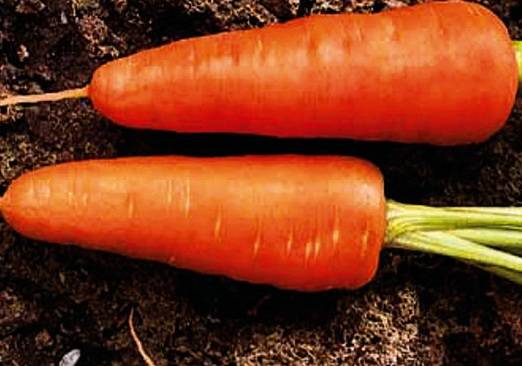 Carrot Cascade F1