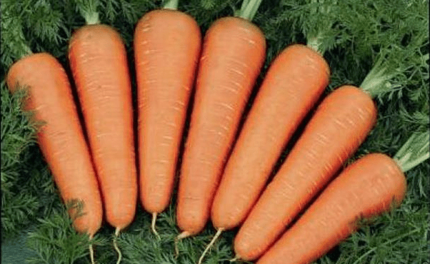 Carrot Cascade F1