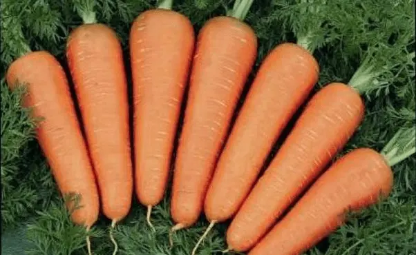 Carrot Cascade F1