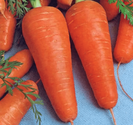 Carrot Cupar F1