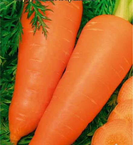 Carrot Dayana