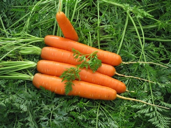 Carrot Dolyanka