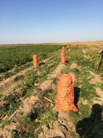 Carrot Dordogne F1