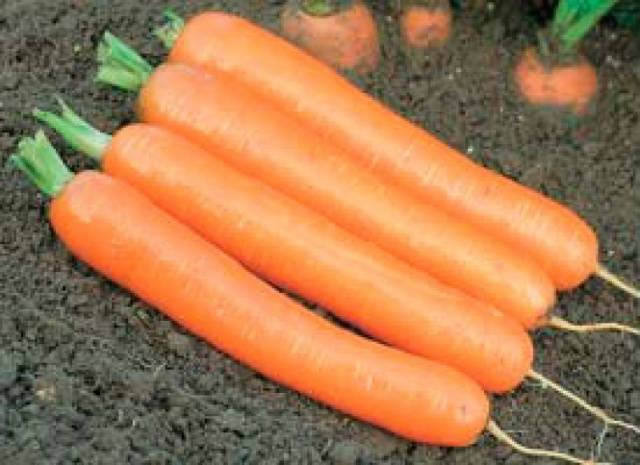 Carrot Dordogne F1