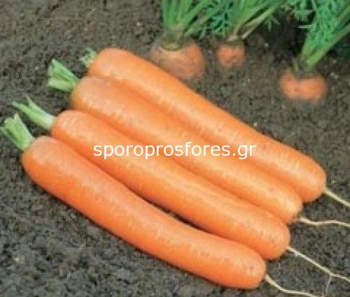 Carrot Dordogne F1