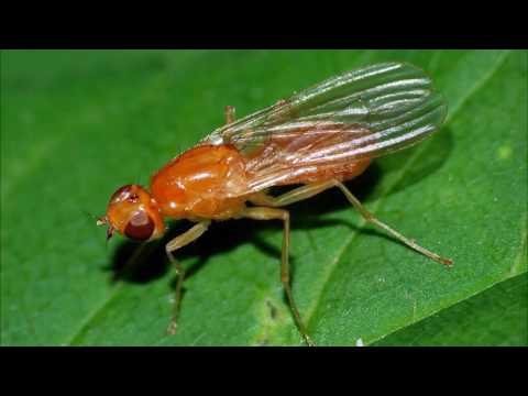 Carrot fly resistant