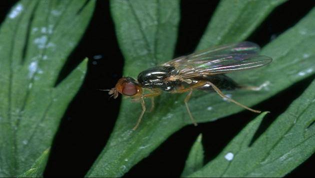 Carrot fly resistant