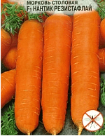 Carrot fly resistant