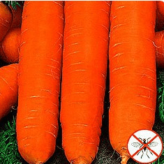 Carrot fly resistant