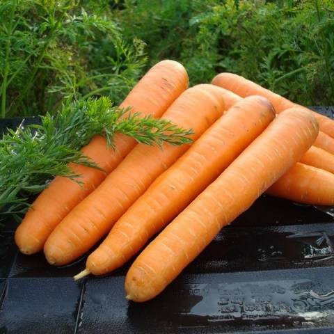 Carrot Maestro F1