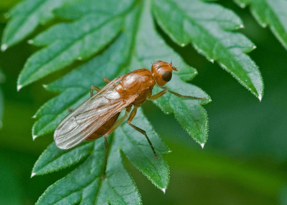 Carrot Maestro F1