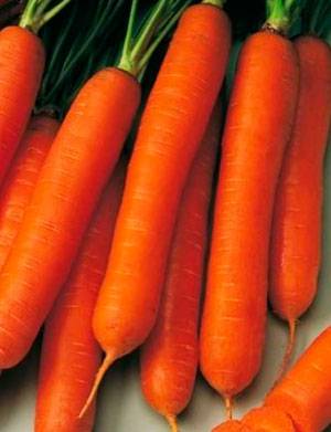 Carrot Nandrine F1