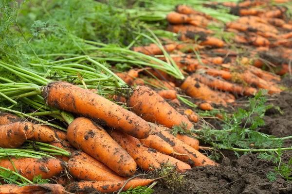 Carrot Nandrine F1