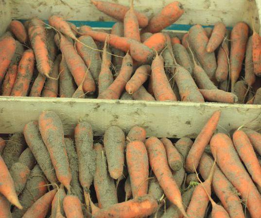 Carrot Nandrine F1