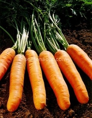 Carrot Nandrine F1