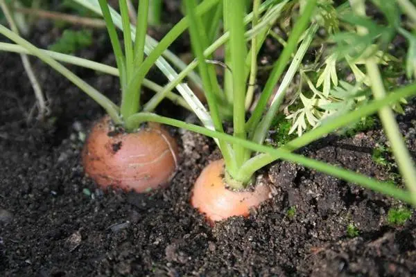 Carrot Napoli F1