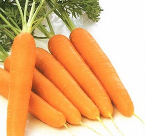 Carrot Nastena