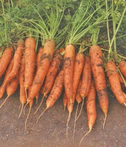 Carrot Nastena