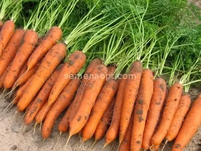 Carrot Natalia F1