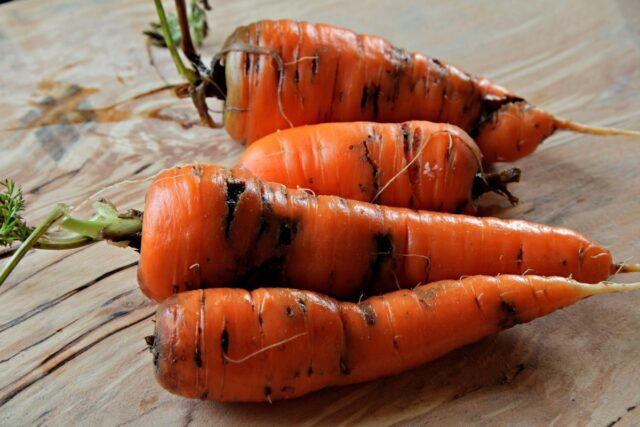 Carrot pests and control