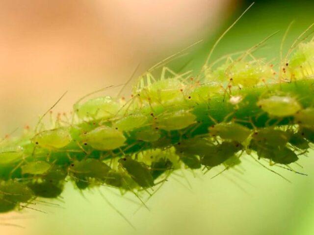 Carrot pests and control