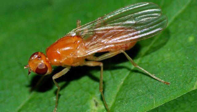 Carrot pests and control